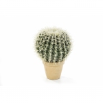 Golden Barrel Cactus 